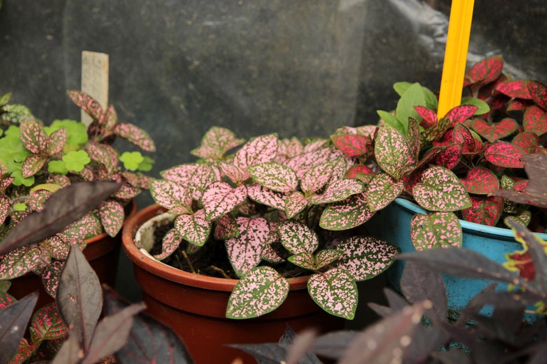 May include: Three potted plants with pink and green leaves. The plants are in brown and blue pots.