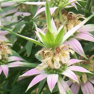 New Bee Balm Spotted -- SEEDS -- Monarda punctata -- Free Shipping 15 seeds
