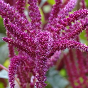 Red Amaranth SEEDS -- Love Lies Bleeding Variation -- Fast Free Shipping (20 seeds) Amaranthus caudatus Seeds