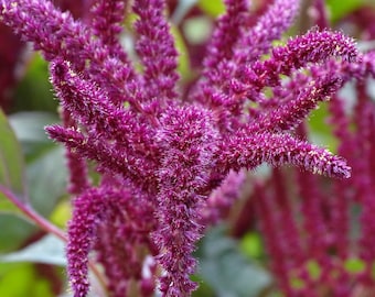 Semillas de amaranto rojo - Love Lies Bleeding - Victorian Heirloom Blooms