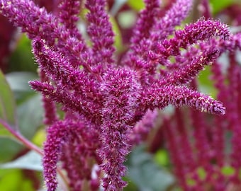 Red Amaranth SEEDS -- Love Lies Bleeding Variation -- Fast Free Shipping (20 seeds) Amaranthus caudatus Seeds