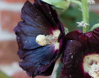 New Hollyhock "Black Velvet" -- Black Flowers SEEDS -- Alcea rosea -- Stunning Black Blooms! Cottage Garden (10 Seeds)