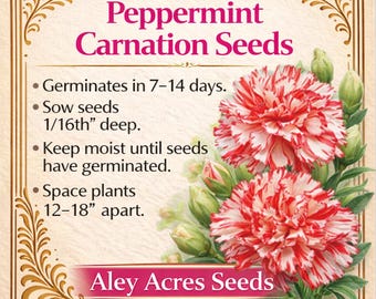 Peppermint Carnation Seeds  Red and White Fringed Blooms (30 Seeds) - Etsy