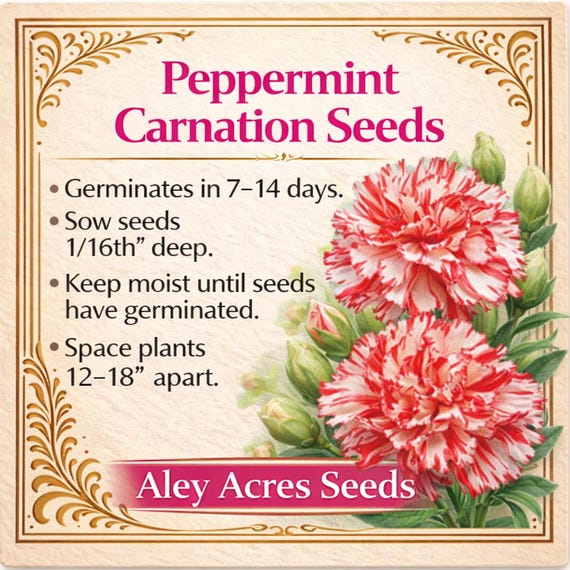 Peppermint Carnation Seeds  Red and White Fringed Blooms (30 Seeds) - Etsy