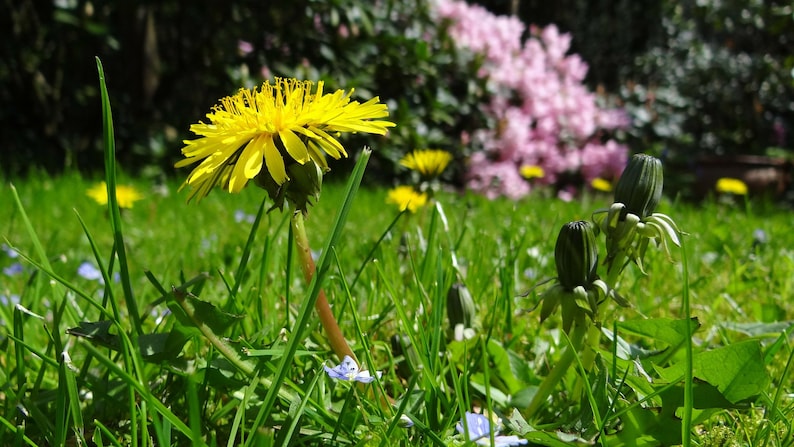 SEEDS Wildflower Garden FREE SHIPPING Yellow Dandelion Wild Variety Pollinator Favorite
