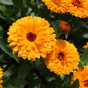 Pot Marigold - &quot;Citrus&quot; Calendula officinalis SEEDS -- Yellow-Orange Blooms -- Fast Free Shipping US (30 Seeds)