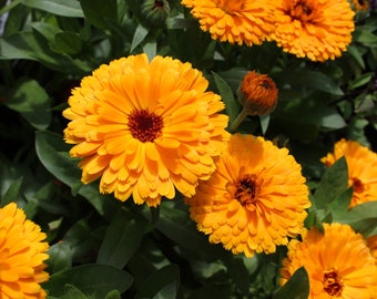 Pot Marigold - "Citrus" Calendula officinalis SEEDS -- Yellow-Orange Blooms -- Fast Free Shipping US (30 Seeds)