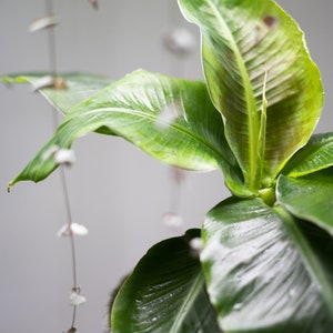 May include: A potted green banana plant with large, glossy leaves in a woven basket.