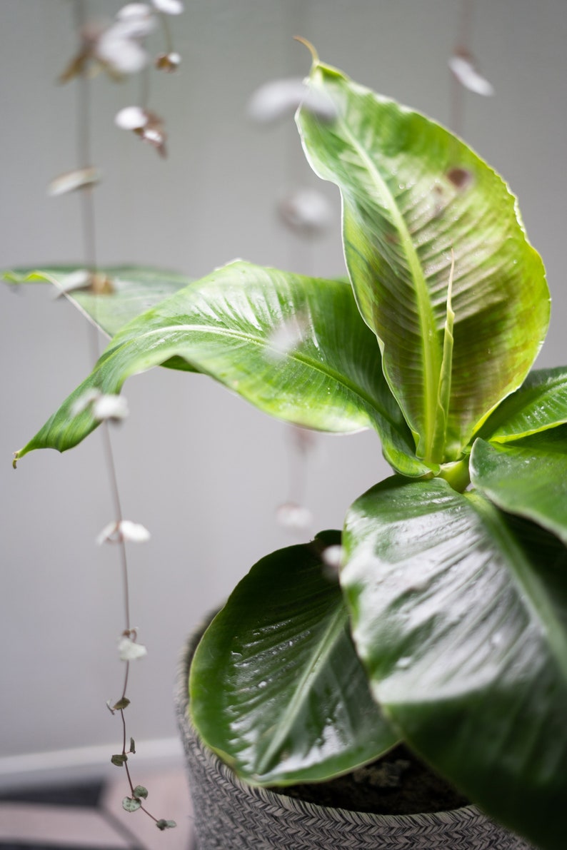 May include: A potted green banana plant with large, glossy leaves in a woven basket.