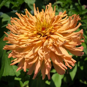May include: A large, vibrant orange zinnia flower with long, thin petals. The flower is in full bloom and has a yellow center.