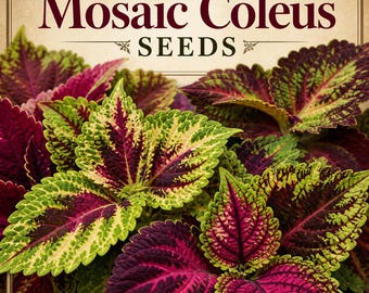 Coleus mozaikowy ****NASIONA****: Pstre plamy kolorów (8 nasion)
