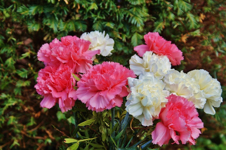 Chabaud Fast Free Shipping U.S Residents Classic Cottage Garden Favorites Carnation Seeds Grandma/'s Mix