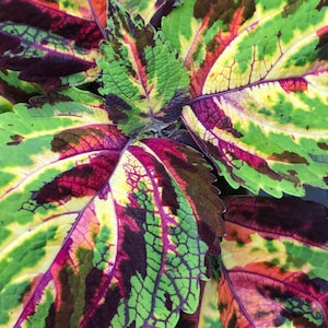 New Brilliant Colors Coleus MOSAIC Variegated Color Splashes -- Seed Pellets for Easy Handling -- Fast Free Shipping U.S. Orders (16 Seeds)
