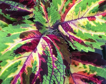 New Brilliant Colors Coleus MOSAIC Variegated Color Splashes -- Seed Pellets for Easy Handling -- Fast Free Shipping U.S. Orders (8 Seeds)