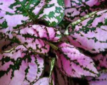 Hypoestes Phyllostachya Splash Select PINK SEEDS -- (10 Seeds)