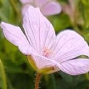 Pretty Pale Blush Pink Geranium sanguineum SEEDS -- Fast FREE Shipping US Residents (10 Seeds)  Patio Flowering Plants Perennial