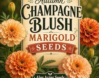 Marigold SEEDS! -- "Autumn Champagne Blush" (18 Seeds) Strawberry Blonde
