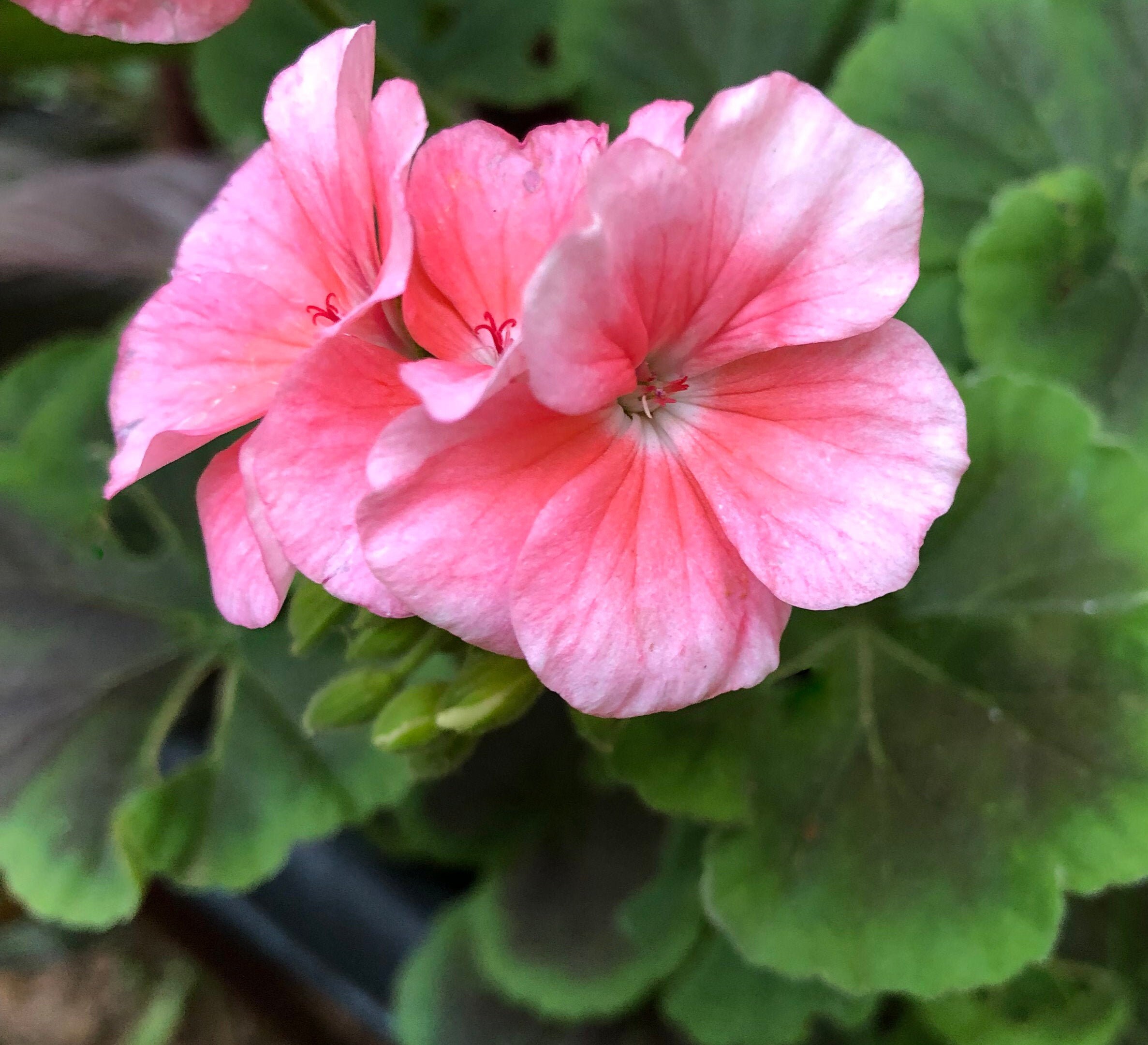 New Pink-Salmon Geranium SEEDS -- Fast FREE Shipping (10 Seeds) pelargonium Potted Patio Flowering Plants