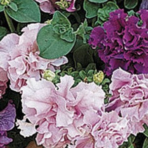 Charmante dubbele petunia MIX -- ZADEN -- Gepelletiseerd (10 zaden) rood, wit, roze, bordeaux, paars -- snelle gratis verzending