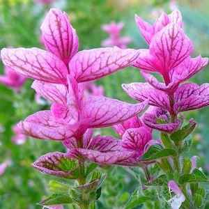 New Pink Sage SEEDS - Salvia horminum -- Zen or Wildflower Garden -- Sunday Pollinator Seeds