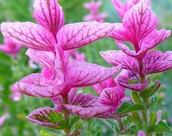 New Pink Sage SEEDS - Salvia horminum -- Zen or Wildflower Garden -- Sunday Pollinator Seeds