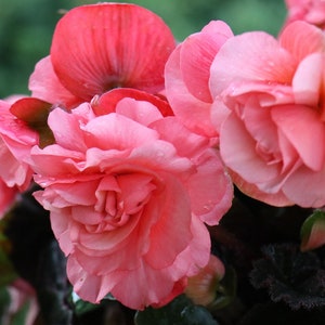 Begonia (Double) Megamix &quot;The Works&quot; Color Mix SEEDS -- Fast FREE Shipping U.S. (12 Seeds) Potted Patio Flowering Plants Shade Flowers