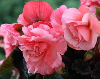 Begonia (Double) Megamix "The Works" Color Mix SEEDS -- Fast FREE Shipping U.S. (12 Seeds) Potted Patio Flowering Plants Shade Flowers