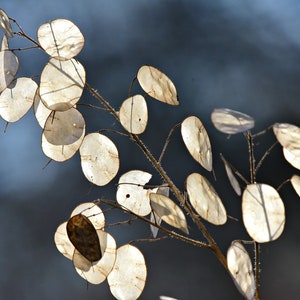 Money Plant - Lunaria SEEDS -- Silver Dollar (10 Seeds)  Honesty -- Fast Free Shipping -- Wonderful Dried Floral Arrangement Centerpiece