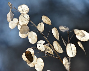 Silver Dollar Plant Seeds – Lunaria, Honesty, Dried Floral