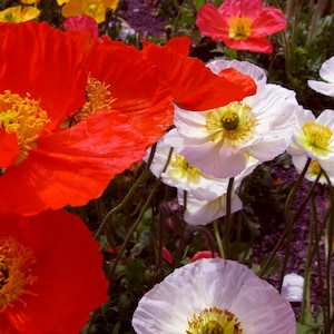 New -- Stunning Vibrant Reds and White Mix Poppy SEEDS -- Cottage Garden FREE SHIPPING - (40 Seeds) -- Cottage Garden
