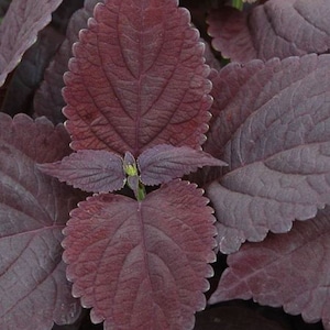New Rare and Enchanting Rich Dark Chocolate Coleus SEEDS -- Free Shipping (U.S. Residents) -- Houseplant Shade Plants (8 Pelleted Seeds)