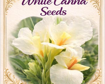 Creamy White Canna SEEDS: Tropical Paradise Garden ***S E E D S*** (3)