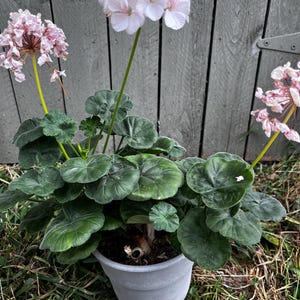 Lovely Pale PINK Geranium SEEDS -- Fast FREE Shipping (10 Seeds) pelargonium Potted Patio Flowering Plants