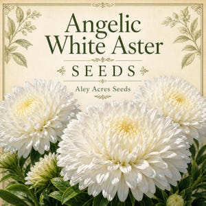 May include: An image of a seed packet featuring the text "Angelic White Aster SEEDS" with a cream-colored background. The image showcases several large, white aster flowers with yellow centers and green foliage. The text "Aley Acres Seeds" is also visible.