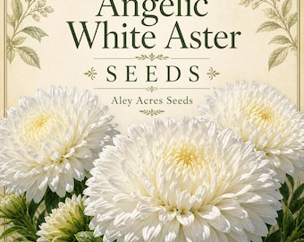 Semillas de Aster Blanco Angélico – Flores estilo crisantemo (40 semillas)