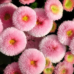 Bellis Perennis &quot;Just Pink&quot; Seeds  - Free Shipping U.S. Residents (20 Seeds) - Vibrant Exotic Blooms & Tubular Petals English Daisy