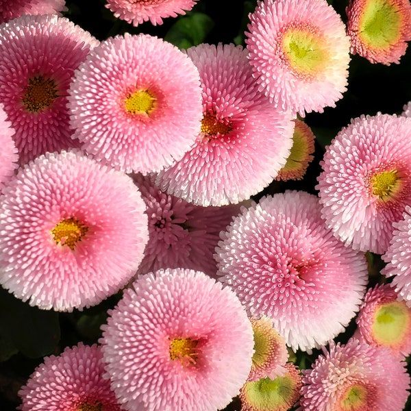 Bellis Perennis "Just Pink" Seeds  - Free Shipping U.S. Residents (20 Seeds) - Vibrant Exotic Blooms & Tubular Petals English Daisy