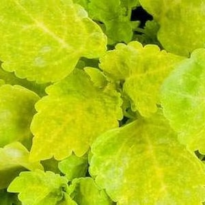 Coleus Samen Neu Gelb-Grün -- Zwerg -- Solenostemon scutellarioides -- Zimmerpflanze Garten Akzent FREE SHIPPING U.S. Bewohner (20 Samen)