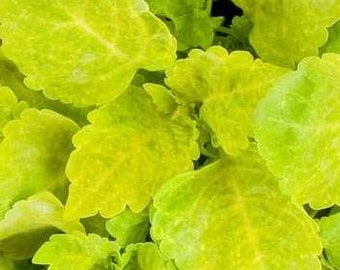 Coleus Seeds New Yellow-Green -- Dwarf -- Solenostemon scutellarioides --  Houseplant Garden Accent FREE SHIPPING U.S. Residents (20 seeds)