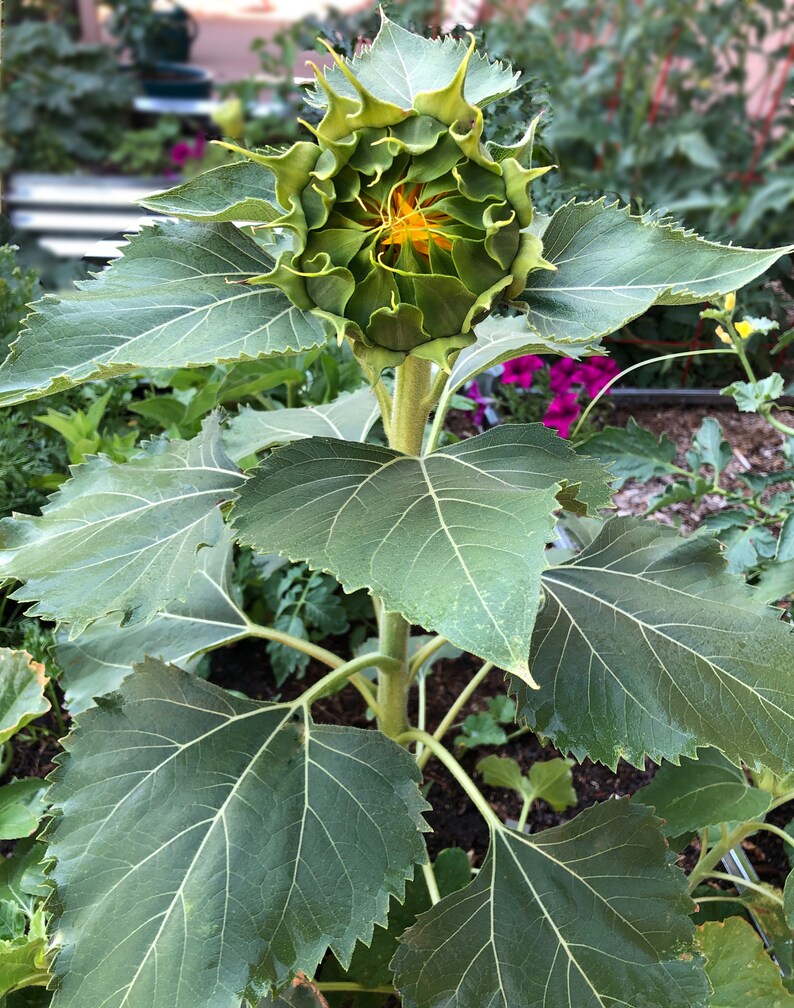 Dwarf Sunspot Sunflower Seeds – Compact Cottage Garden Variety - Etsy
