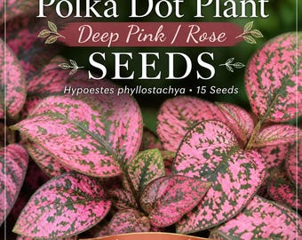 Deep PINK / Rose Polka Dot Plant -- SEEDS -- Hypoestes gipoestes phyllostachya -- (15 Seeds)