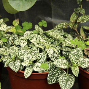 May include: Three potted plants with white and green speckled leaves. The plants are in brown pots and are arranged in a row.
