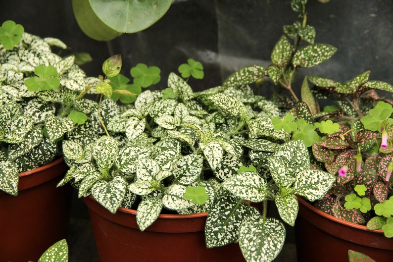 May include: Three potted plants with white and green speckled leaves. The plants are in brown pots and are arranged in a row.