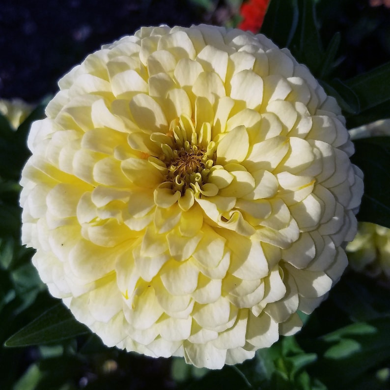 Zinnia buttercream Pastel Yellow Seeds GIGANTIC Etsy