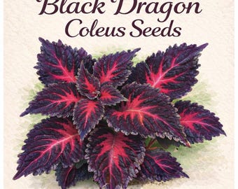 Semillas de Coleus Dragón Negro – Planta de interior roja y morada, Jardín Gótico (20 semillas)