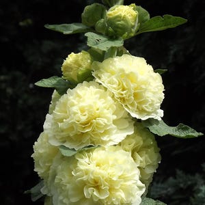 Hollyhock Lemon Meringue -- Double Yellow SEEDS -- Alcea rosea -- Stunning Double Yellow Blooms! Cottage Garden (10 Seeds)