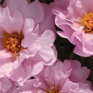 Rose Moss Seeds &quot;Heavenly Pink&quot; Blooms -- Portulaca Grandiflora Pink -- Fast Free Shipping U.S. -- (50 Seeds) Timeless Favorite Just Pink