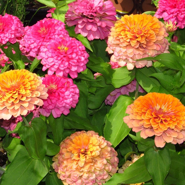 Rare Zinnia Seeds - Etsy
