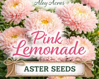Aster Seeds "Pink Lemonade" – Double Chrysanthemum Blooms, Cut Flower Variety