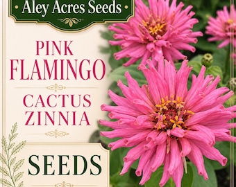 Pink Flamingo Cactus Zinnia Seeds – Exotic Spider Flower (30 Seeds)